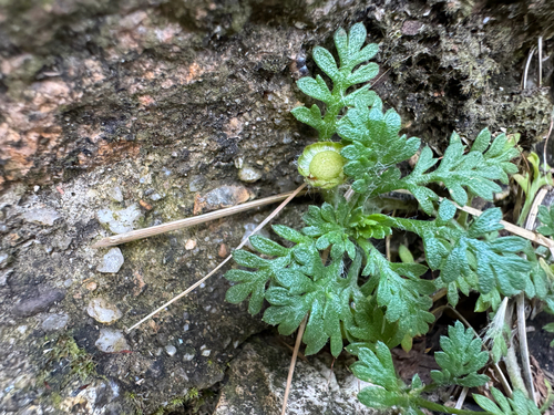 Mountain Cotula (Leptinella filicula)