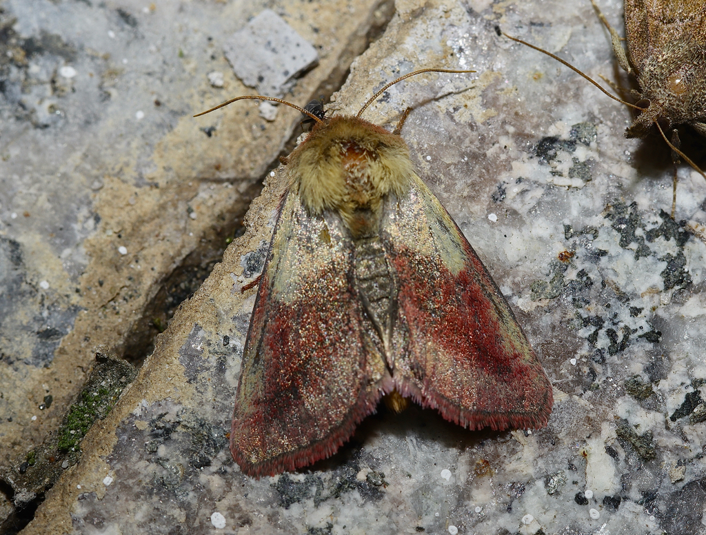 Pyrrhia hedemanni
