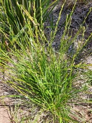 Caesia calliantha
