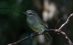 Vireo magister