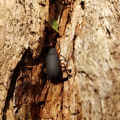 Haplandrus fulvipes
