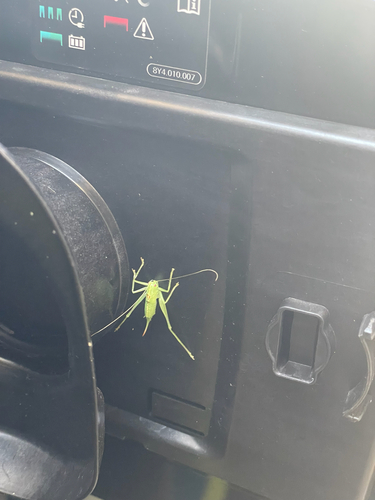 Southern Oak Bush-cricket, Donkse Dreef, 's‑Hertogenbosch, North Brabant, NL, photo 7 of 10