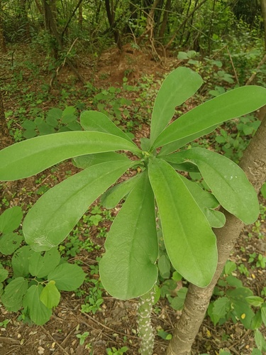 Euphorbia nivulia, photograph 6