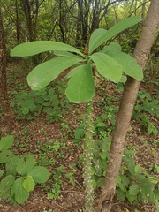 (c) Raja bandi, some rights reserved (CC BY) Euphorbia nivulia, photograph (c) Raja bandi, some rights reserved (CC BY)
