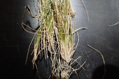 Eleocharis brittonii