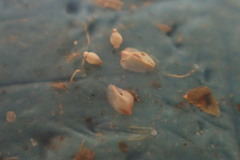 Eleocharis brittonii