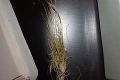 Eleocharis brittonii