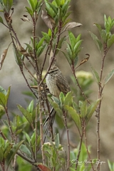 Leptasthenura aegithaloides