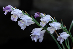 Gladiolus carinatus - Photo (c) Claire Woods, algunos derechos reservados (CC BY-NC-ND)