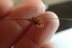 Rhynchospora filifolia
