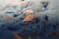 Rhynchospora filifolia