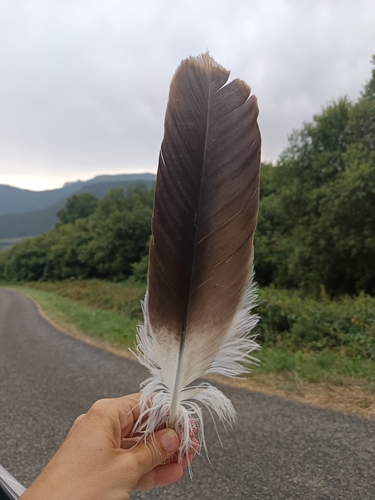 Plume de Vautour fauve