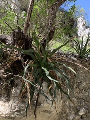 Agave difformis
