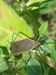 Staluptus marginalis