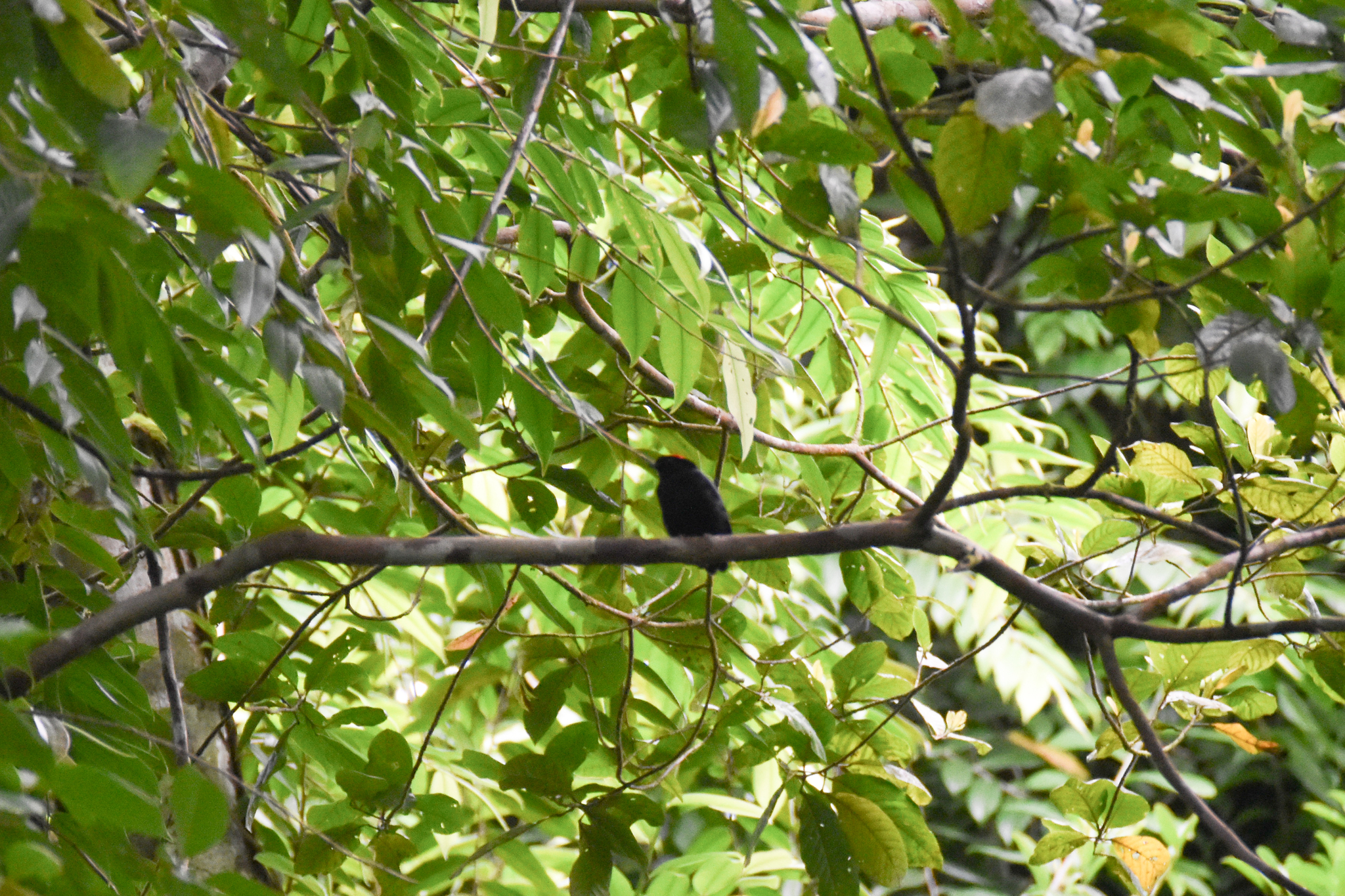 Blue-backed Manakin (Chiroxiphia pareola), photo 10