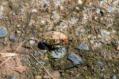 Probergrothius