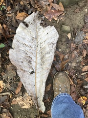 Magnolia macrophylla
