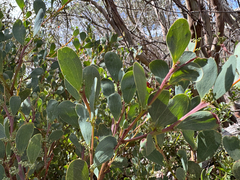 Acacia alpina, photograph (c) Caleb Catto, some rights reserved (CC BY)