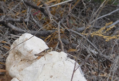 Melanoplus glaucipes