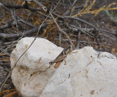 Melanoplus glaucipes
