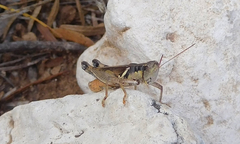 Melanoplus glaucipes