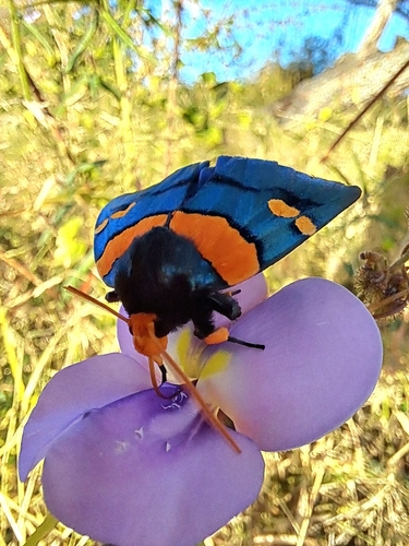 African Peach Moth