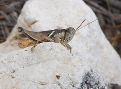 Melanoplus glaucipes