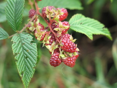 Rubus coriifolius