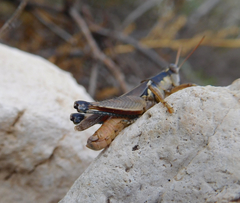 Melanoplus glaucipes