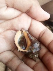 Stramonita biserialis