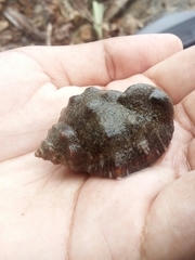 Stramonita biserialis