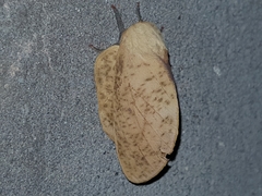 Psilopygida crispula