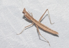 Yersiniops solitarius