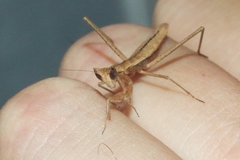 Yersiniops solitarius