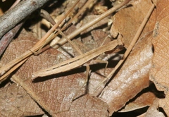 Yersiniops solitarius