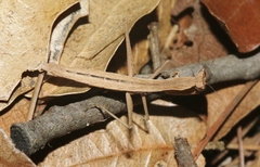 Yersiniops solitarius