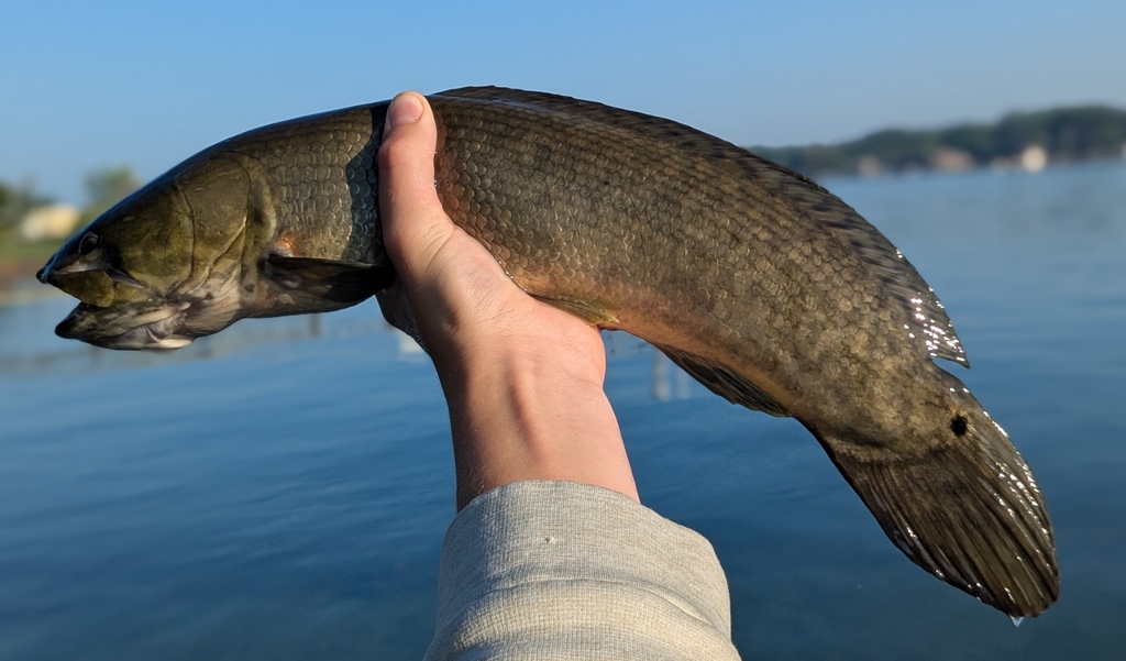 Photo of a Eyetail Bowfin