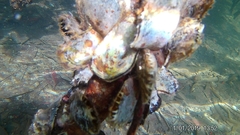 Isognomon alatus