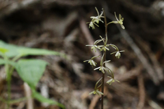 Tipularia japonica