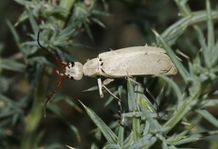 Epicauta texana