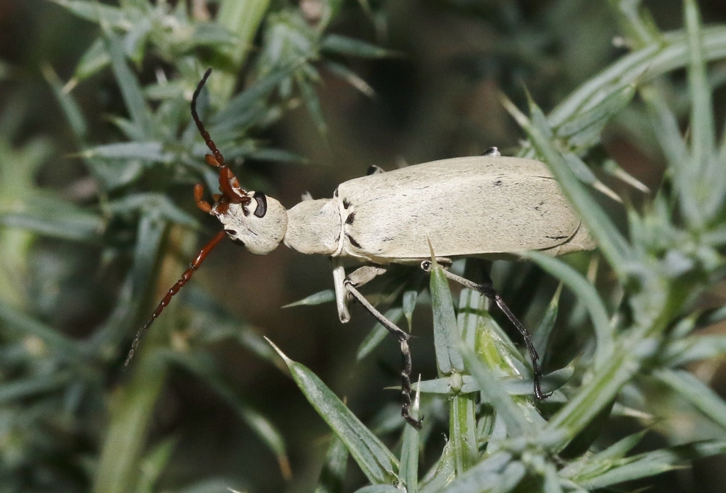 Epicauta texana