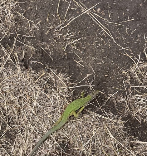 Green Lizard