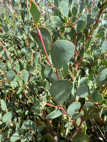 Alpine Wattle (Acacia alpina)