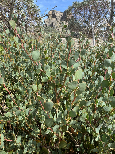 Acacia alpina, photograph 4