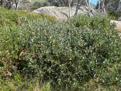Acacia alpina, photograph (c) Caleb Catto, some rights reserved (CC BY)