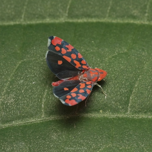 Ladoffa lentiginosa