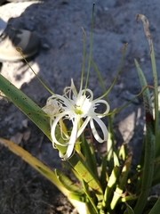 Hymenocallis sonorensis