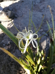 Hymenocallis sonorensis