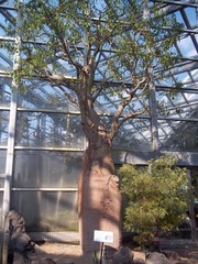 Adansonia fony