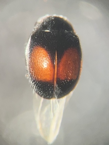 twice-stained miniature photographed in Arkansas